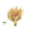 Dried Palm Spear Small Salmon