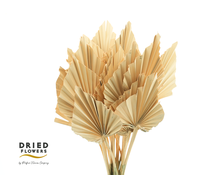 Dried Palm Spear Small Salmon