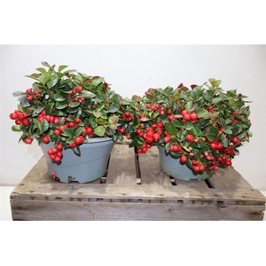 arr8 Gaulth In Schaaltje