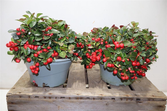 <h4>arr8 Gaulth In Schaaltje</h4>