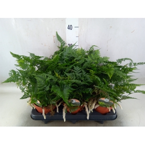 Humata tyermannii