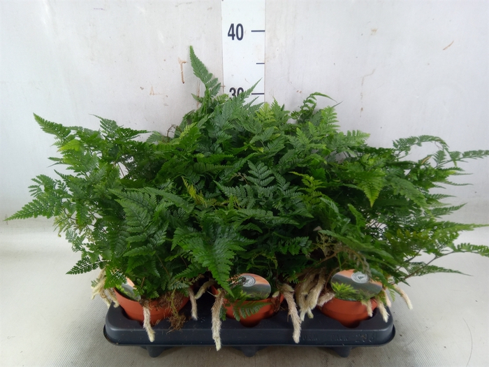 <h4>Humata tyermannii</h4>
