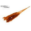 Fluffy Pampas 10pc/bunch Bleached Terracotta