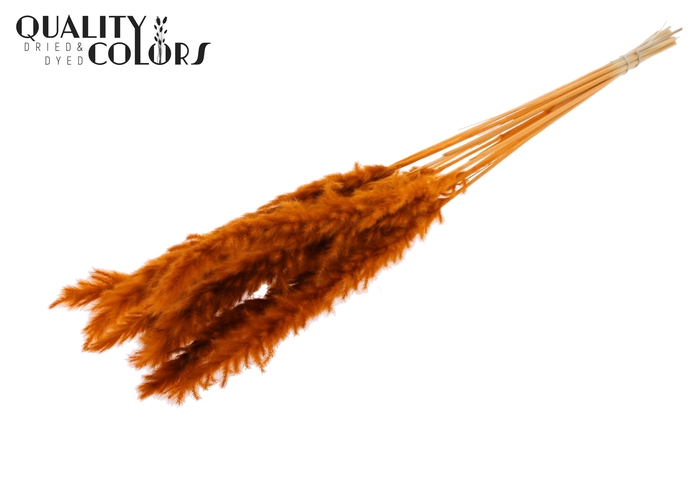 Fluffy Pampas 10pc/bunch Bleached Terracotta