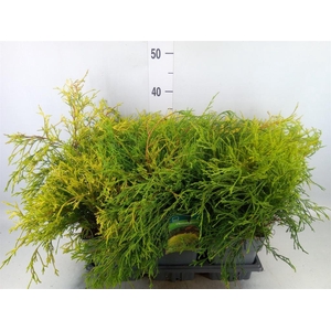 Chamaecyparis pis. 'Sungold'