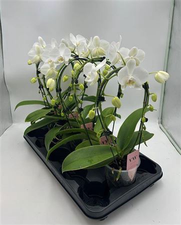 Phal Ov Wit