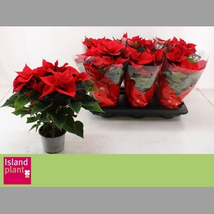 EUPHOR P CHR UNIVERS