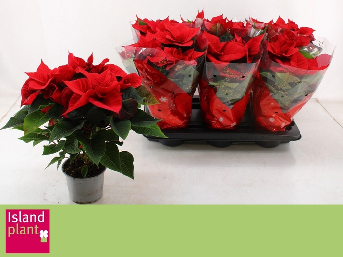 <h4>EUPHOR P CHR UNIVERS</h4>