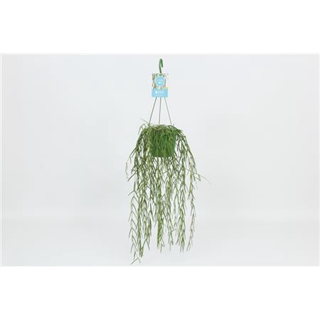 <h4>Hoya Linearis Hang</h4>