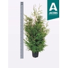 Thuja O Brabant