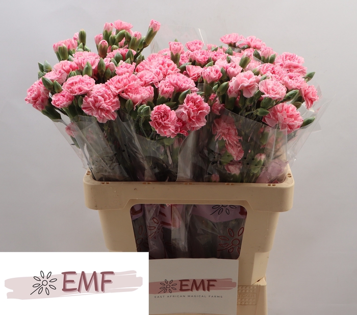 <h4>Di Tr Rosadita</h4>