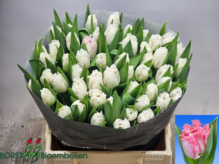 <h4>TU FR NEGLIGE</h4>