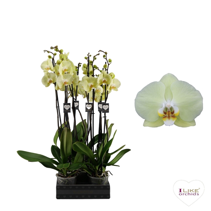 <h4>Phalaenopsis Golden Coin - 3 tak 80cm</h4>