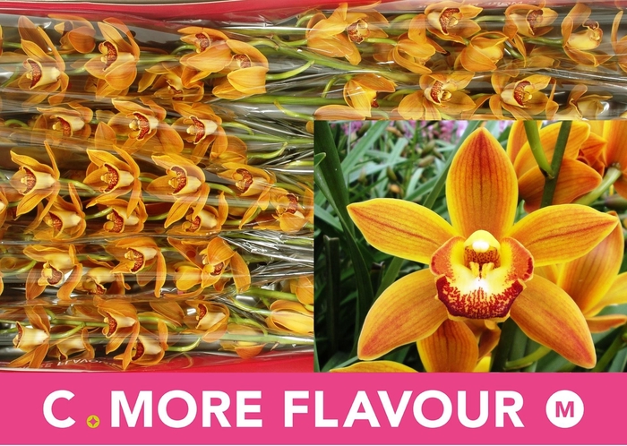 <h4>CYMB MI SAKURA</h4>