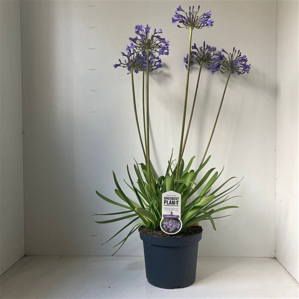 Agapanthus 'Sunfield'