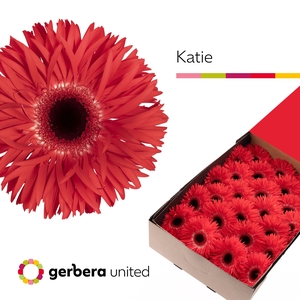 Gerbera Spider Katie Half doos