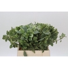 Pittosporum Ilan