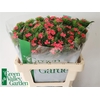 Di Barb S Will Coral