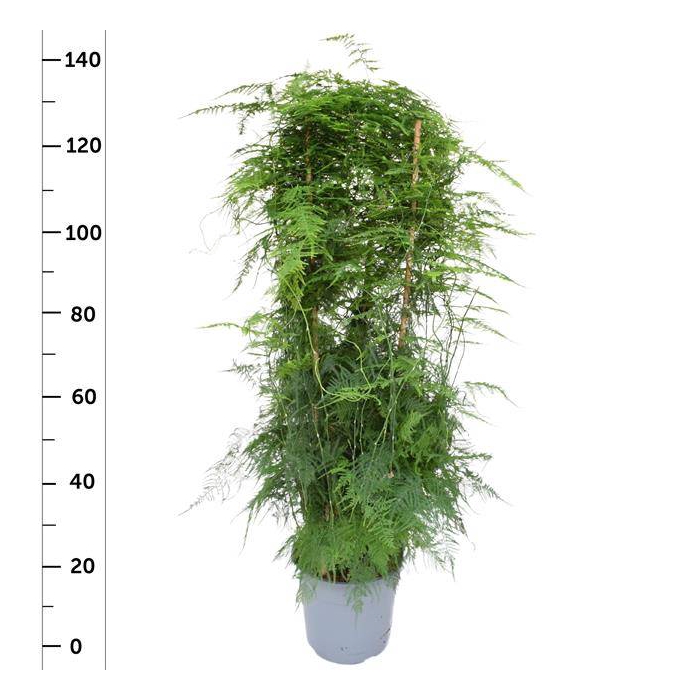<h4>Asparagus Setaceus 27Ø  130cm</h4>