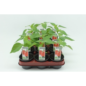 BKH groente 50475 bio Paprika Rood