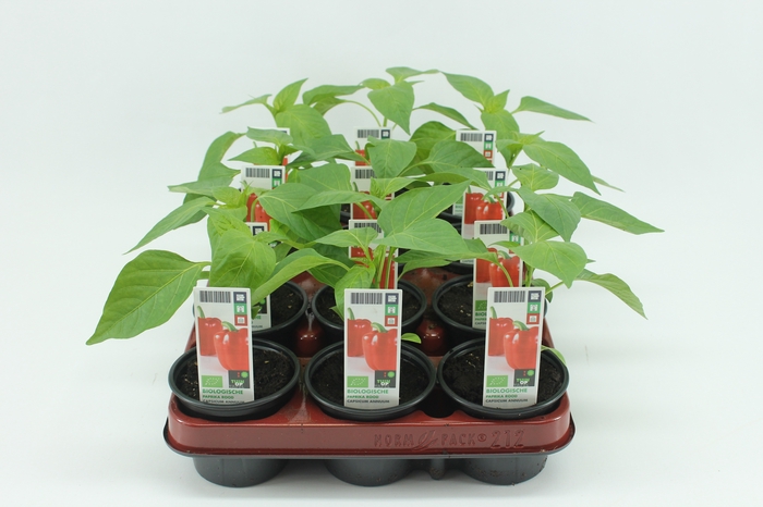 <h4>BKH groente 50475 bio Paprika Rood</h4>