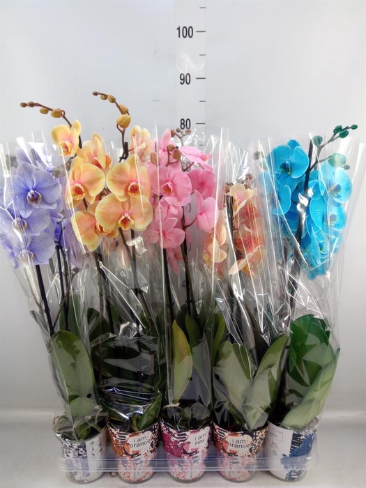 <h4>Phalaenopsis ...</h4>