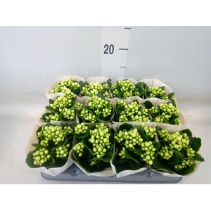 Kalanchoe blos. 'RosFlow Sia'