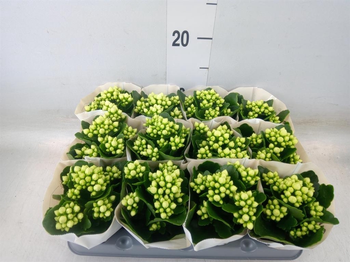 <h4>Kalanchoe blos. 'RosFlow Sia'</h4>