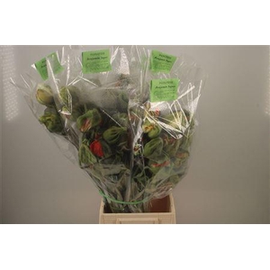 Papaver Mix Super Benji Per Stem