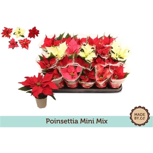 Euph. Poinsettia Mini Mix in Sleeve