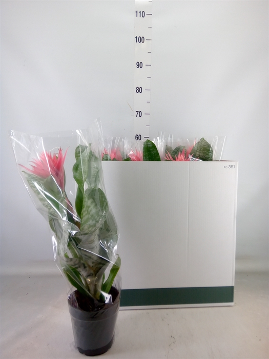 <h4>Aechmea fasciata 'Primera'</h4>