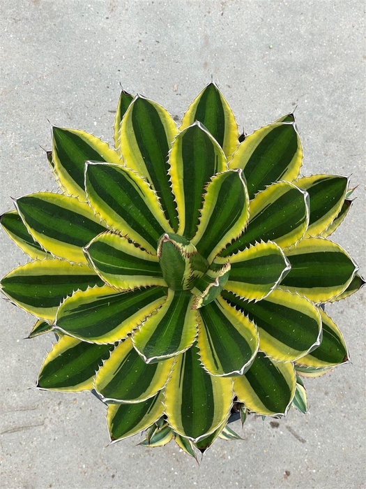 <h4>Agave potatorum</h4>