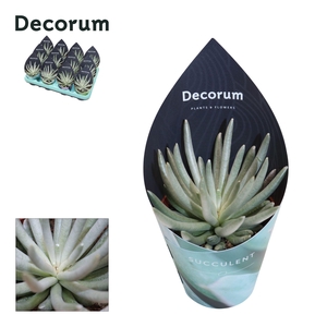 Senecio Scaposus (Decorum)