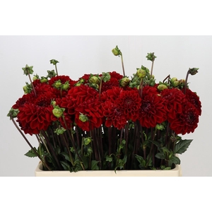 Dahlia Red Velvet