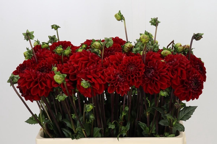 <h4>Dahlia Red Velvet</h4>