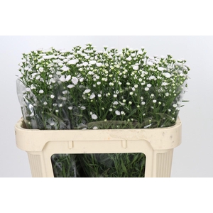 Aster White Gypsy