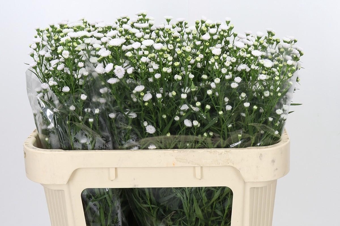 <h4>Aster White Gypsy</h4>