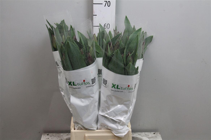 <h4>Tu En Ov Wit</h4>