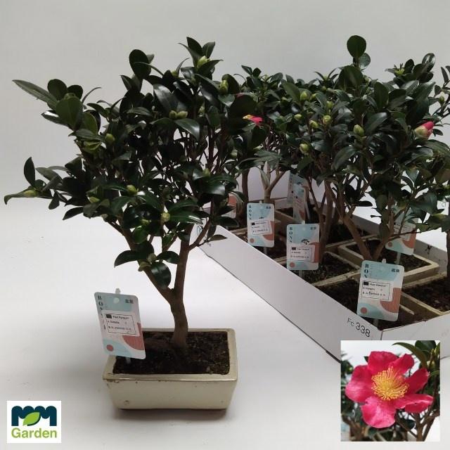 <h4>BONSAI OV</h4>