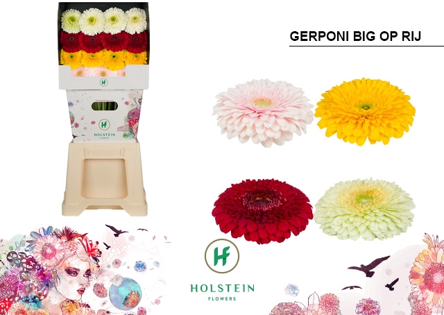 <h4>Gerbera Pomponi Mix Pomponi Diamond</h4>