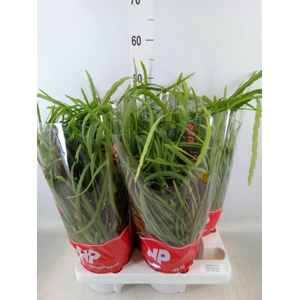 Lepismium bolivianum