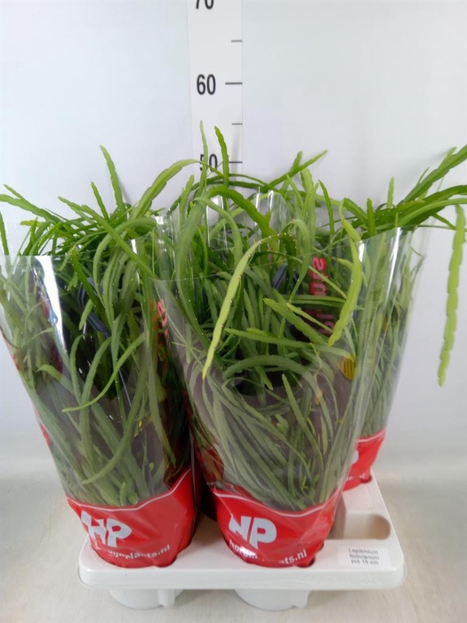 <h4>Lepismium bolivianum</h4>