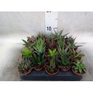 Aloe   ...mix
