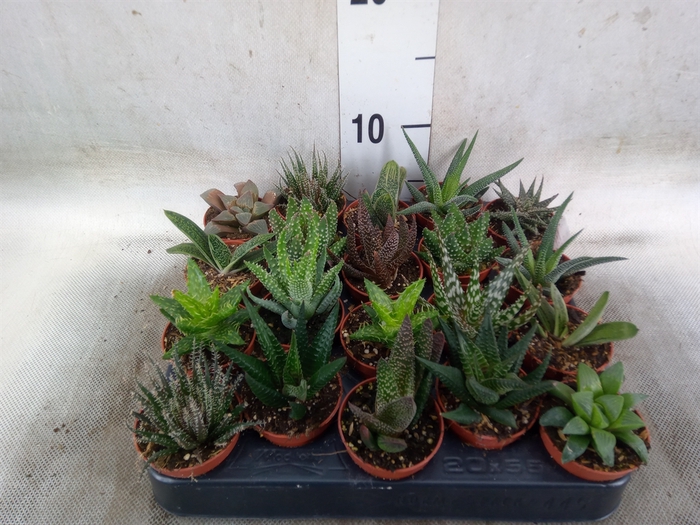 <h4>Aloe   ...mix</h4>
