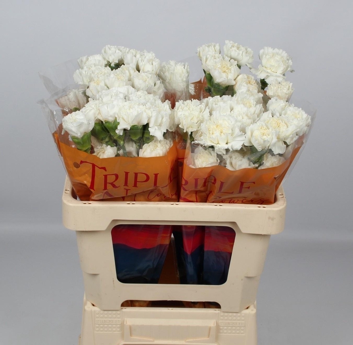 <h4>DI ST ANTARCTICA</h4>