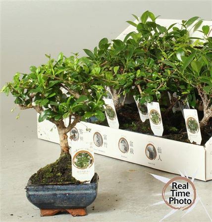 <h4>Bonsai Gem</h4>