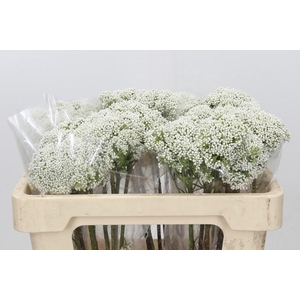 Ozothamnus Booming White