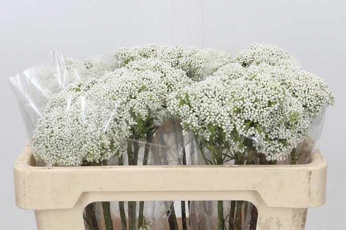 <h4>Ozothamnus Booming White</h4>