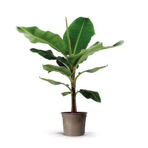 Musa Dwarf Cavendish 27C