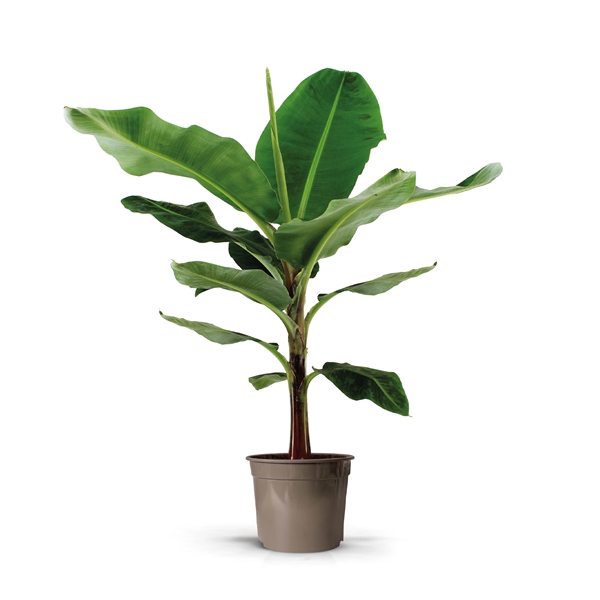 <h4>Musa Dwarf Cavendish 27C</h4>